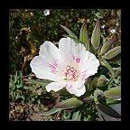 clarkia amoena